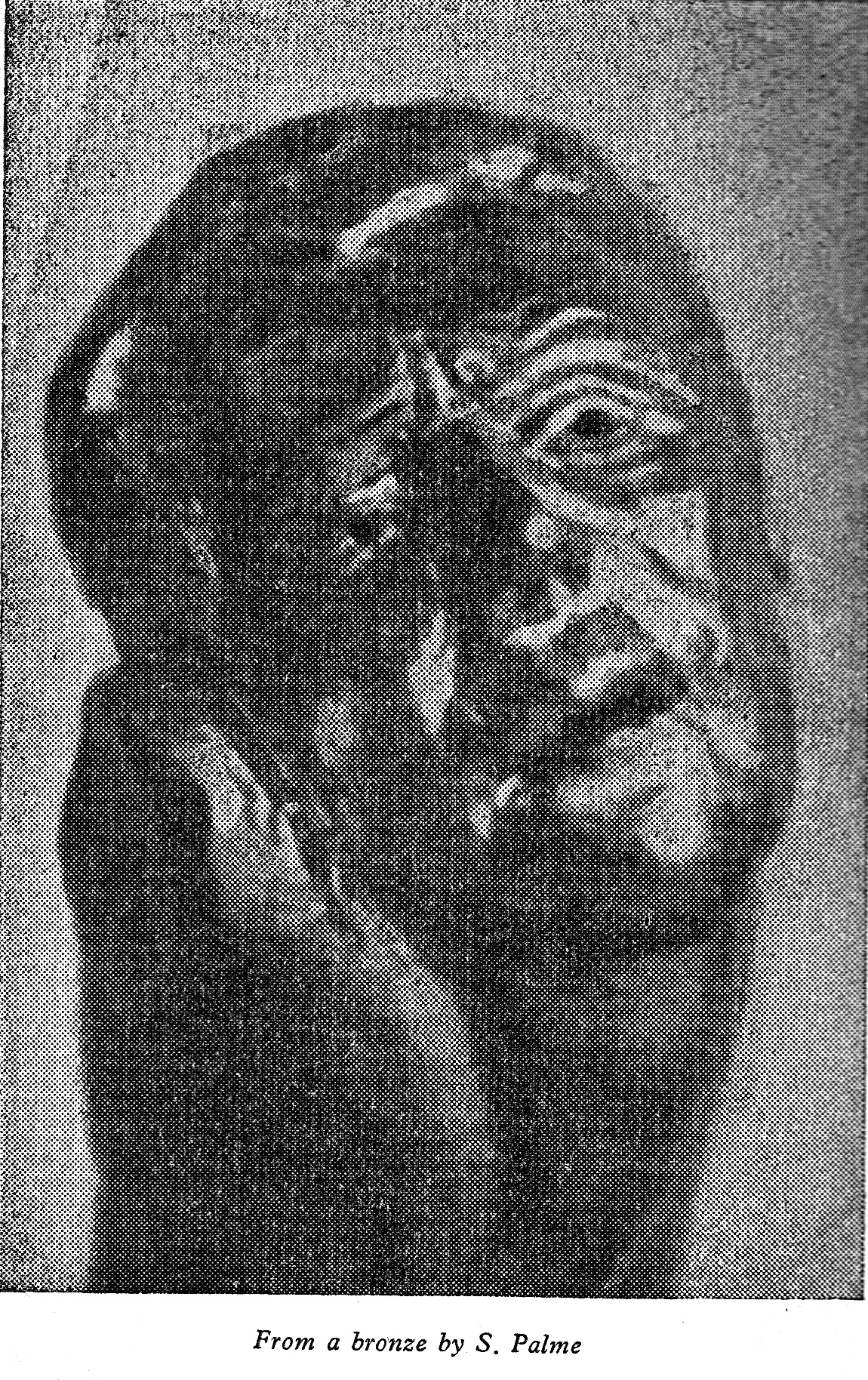 6k Palme Scorched_0003